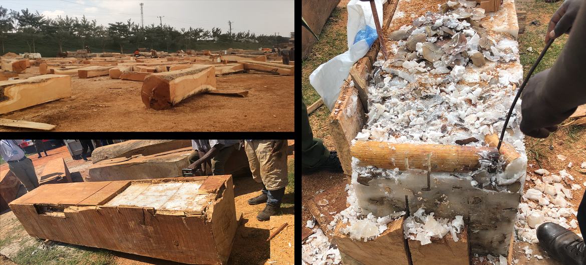 تم إخفاء العاج غير القانوني وقشور البنغول بالشمع في جذوع الأخشاب المجوفة الممزوجة بشحن الأخشاب القانونية.